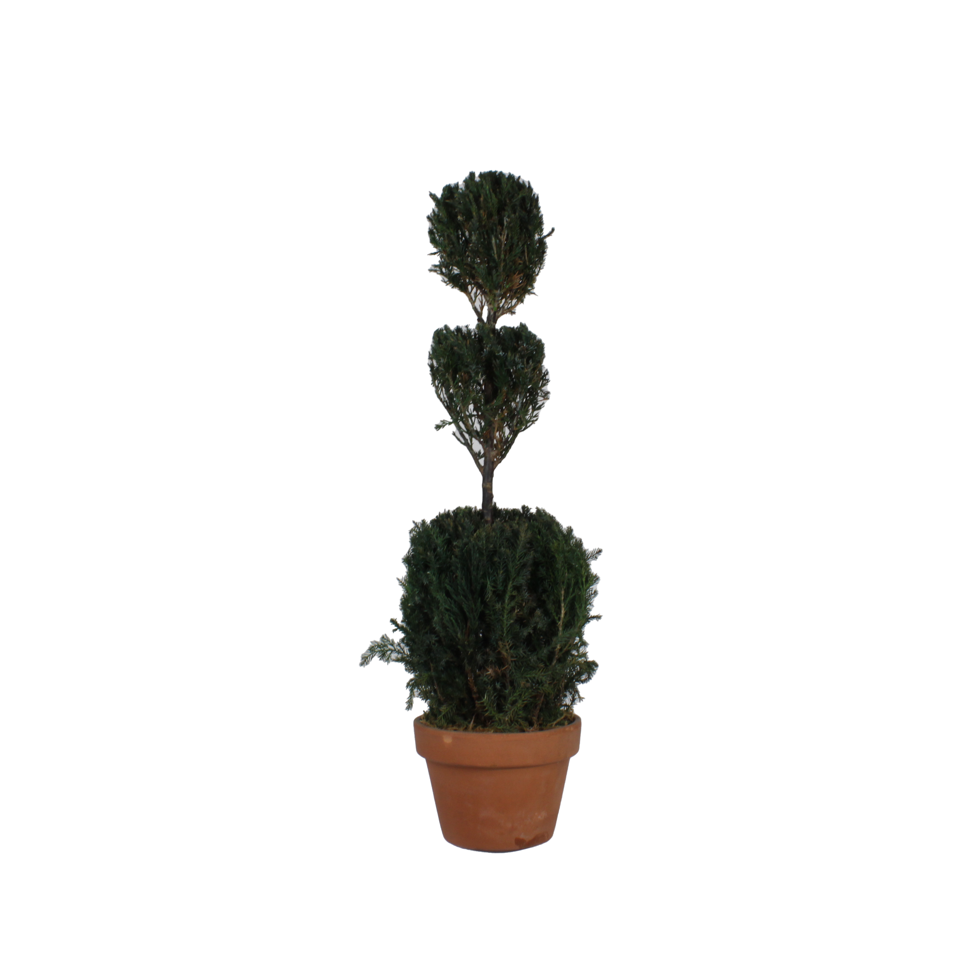 30″ 3-Ball Topiary