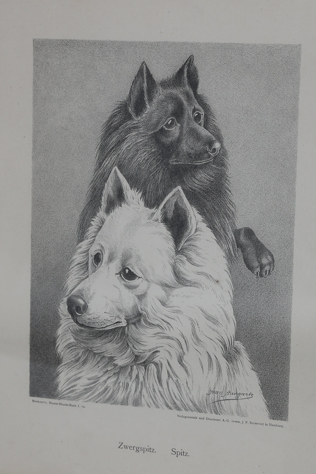 Jean Bungartz Dog Art Head Study Print