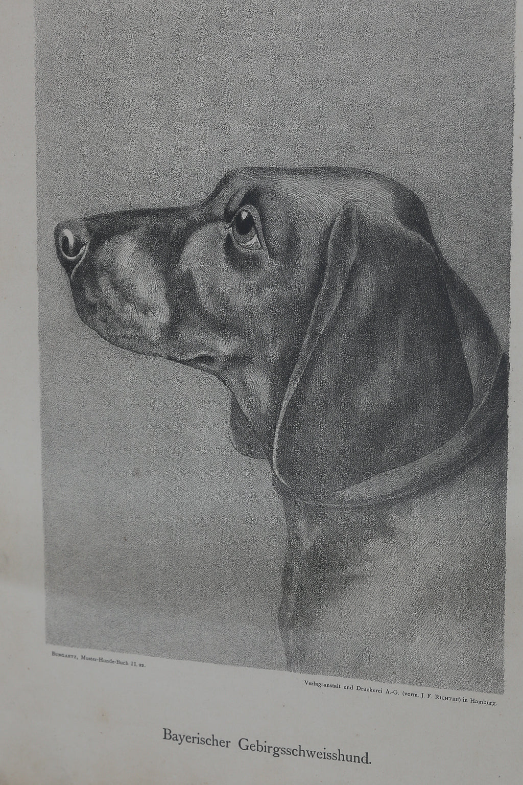Jean Bungartz Dog Art Head Study Print