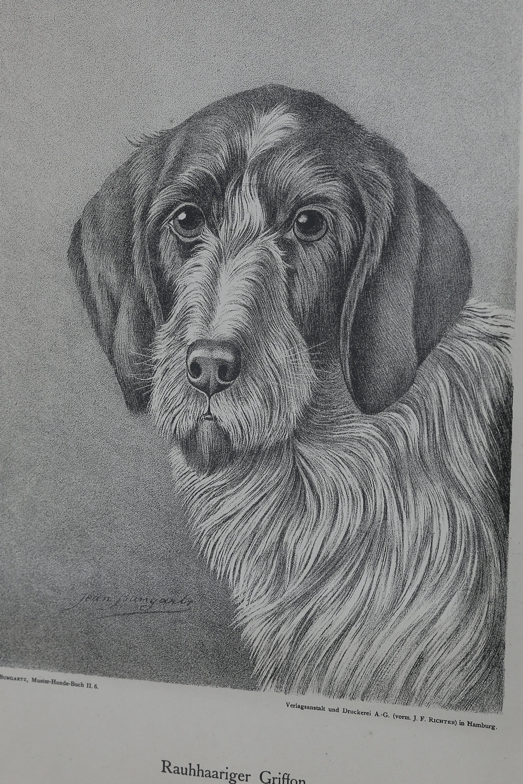 Jean Bungartz Dog Art Head Study Print Set