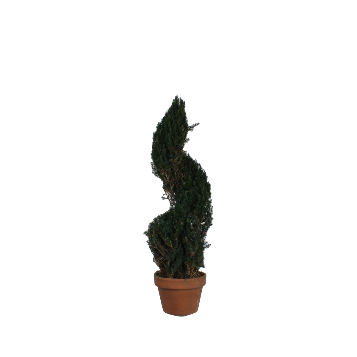 30″ Spiral Topiary
